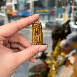 Ve mắt mèo